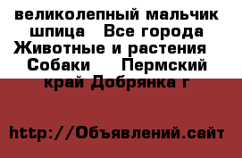 великолепный мальчик шпица - Все города Животные и растения » Собаки   . Пермский край,Добрянка г.